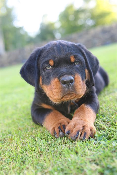 rottweiler puppy wallpaper.